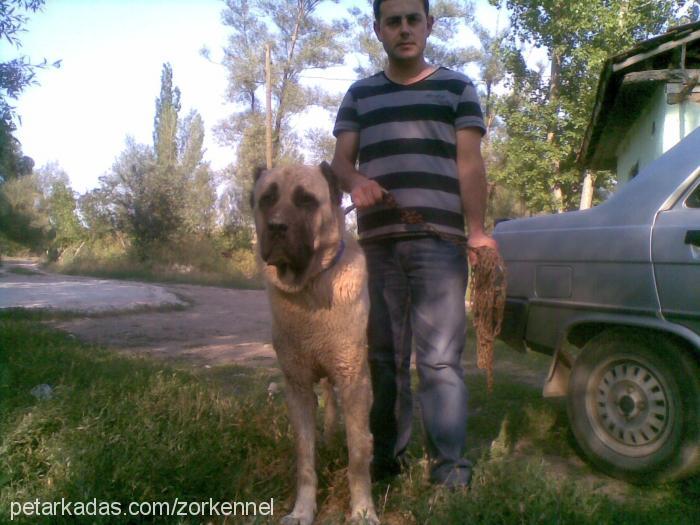 yiğido Erkek Kangal