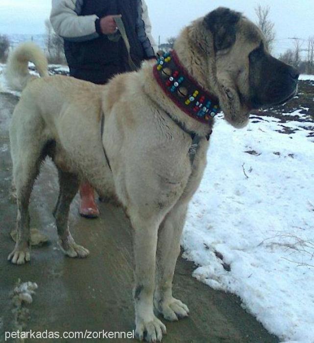 yiğido Erkek Kangal