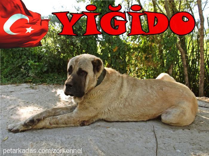 yiğido Erkek Kangal