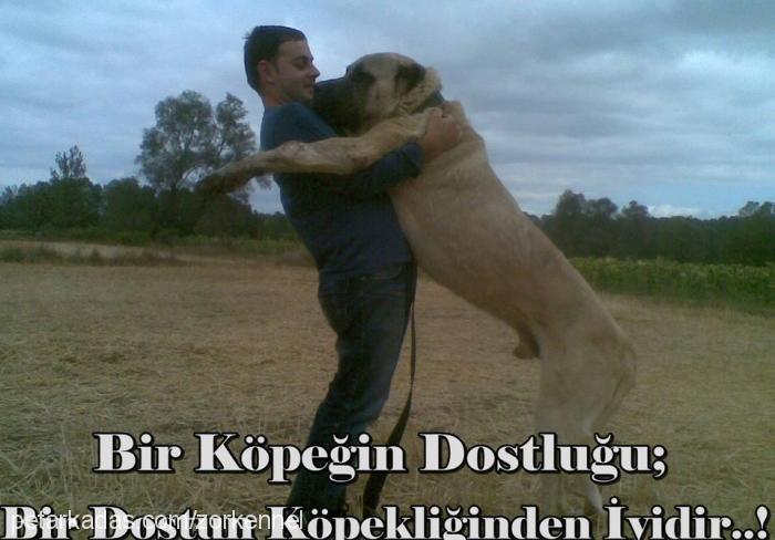 yiğido Erkek Kangal