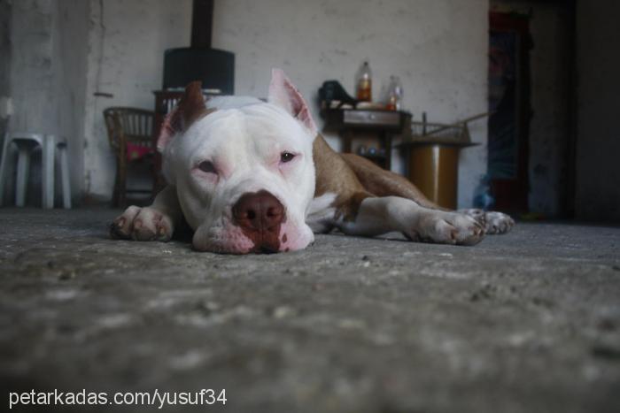 ares Erkek Amerikan Pitbull Terrier