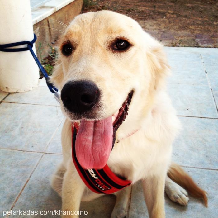 sandy Dişi Golden Retriever