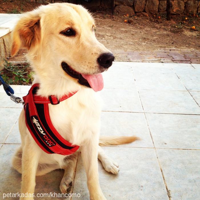 sandy Dişi Golden Retriever