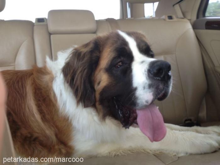 marcus Erkek St. Bernard (Saint Bernard)