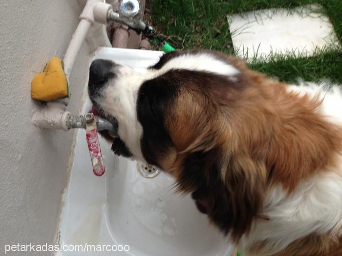 marcus Erkek St. Bernard (Saint Bernard)