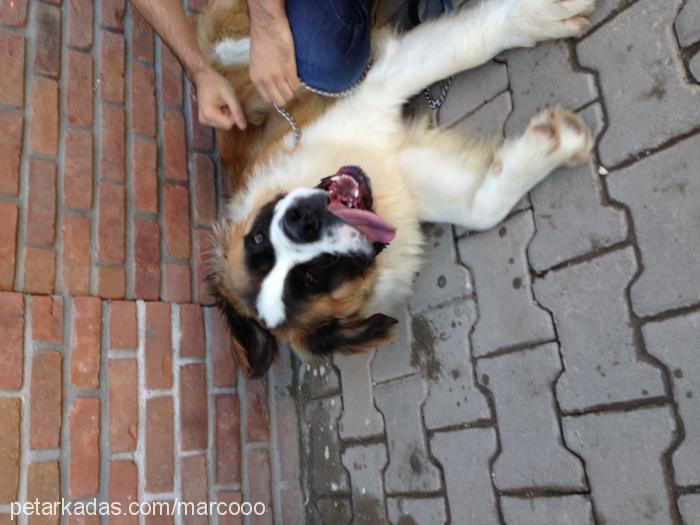 marcus Erkek St. Bernard (Saint Bernard)