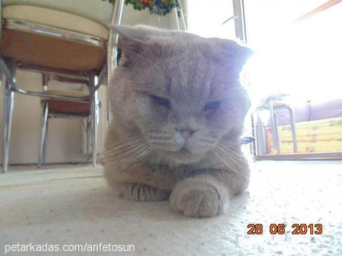 tosunpaşa Erkek Scottish Fold