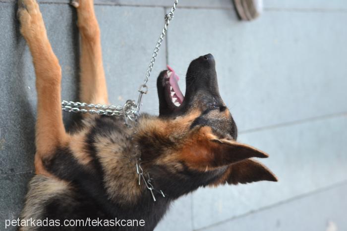 kontes Dişi Alman Çoban Köpeği