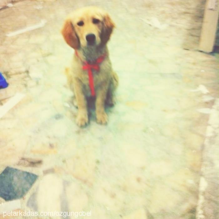 jessy Dişi Golden Retriever