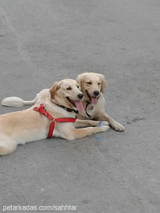 pati Dişi Golden Retriever