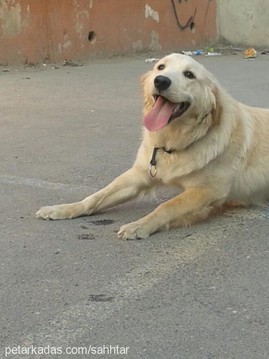 pati Dişi Golden Retriever