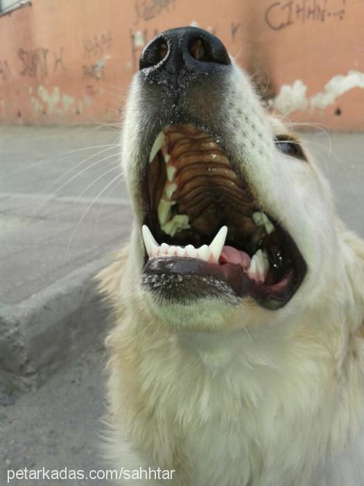 pati Dişi Golden Retriever