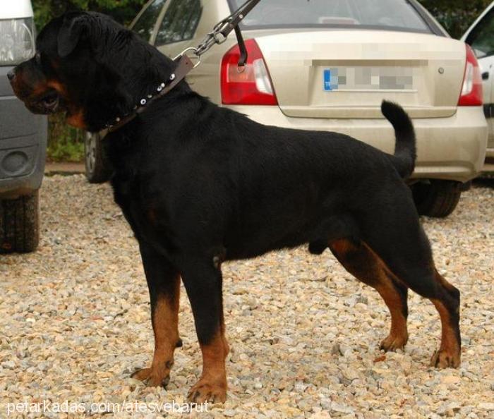 barut Erkek Rottweiler