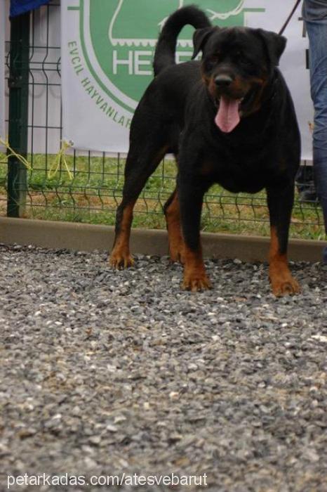 barut Erkek Rottweiler