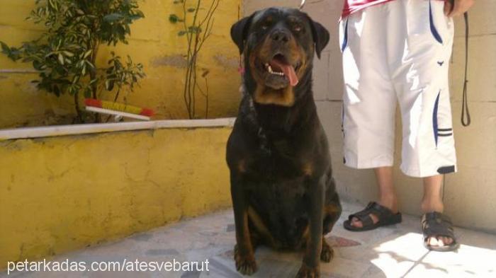 barut Erkek Rottweiler