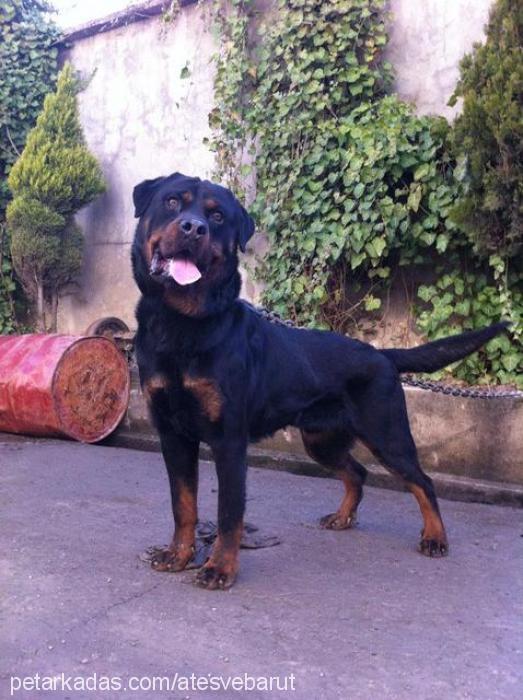 barut Erkek Rottweiler