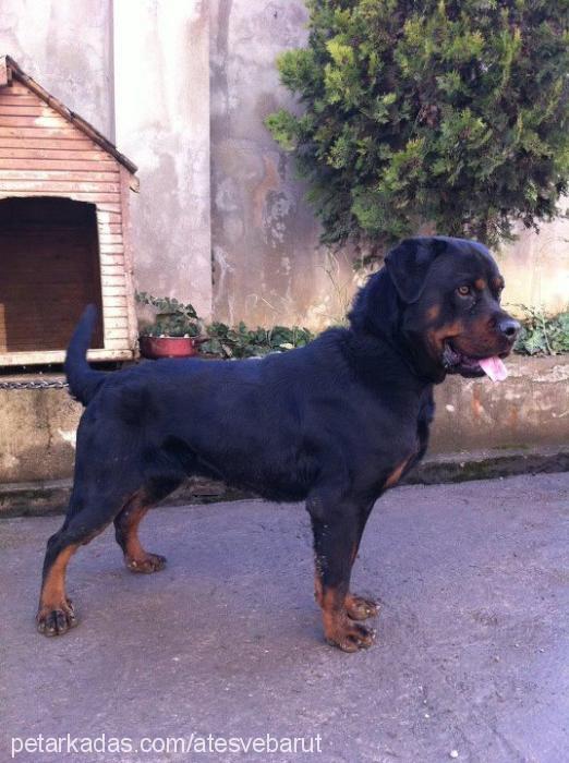 barut Erkek Rottweiler