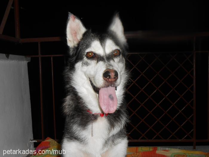 maya Dişi Alaskan Malamute