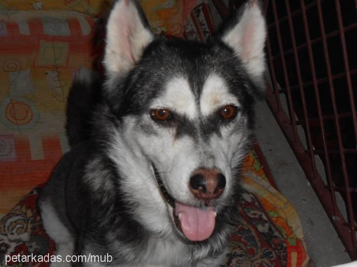 maya Dişi Alaskan Malamute