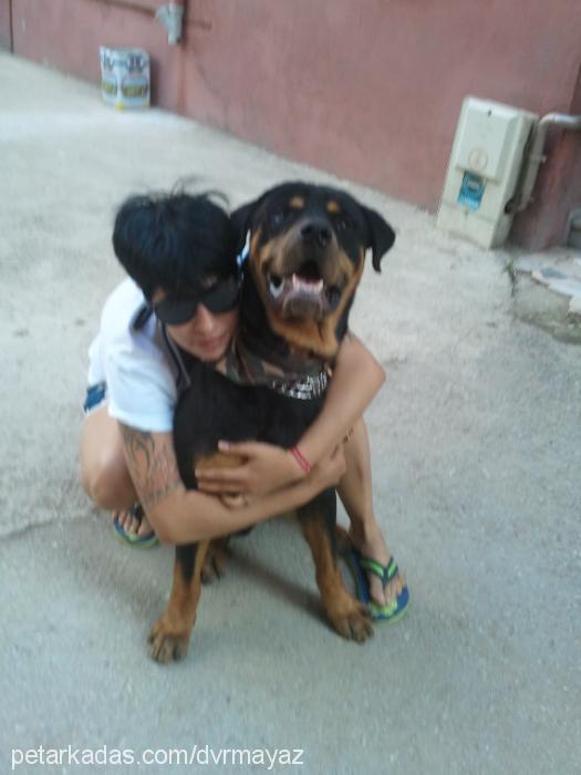 ayaz Erkek Rottweiler