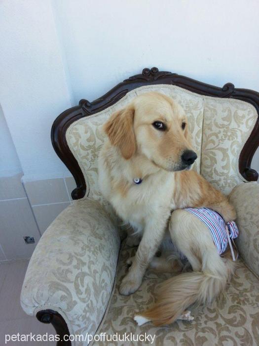 Çakil Dişi Golden Retriever