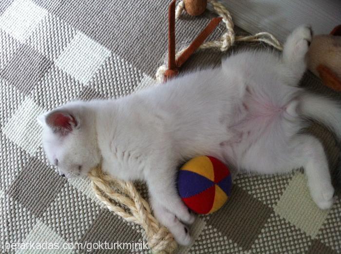 bıdık Erkek British Shorthair