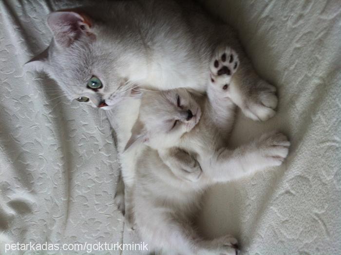 bıdık Erkek British Shorthair