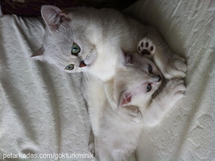 bıdık Erkek British Shorthair