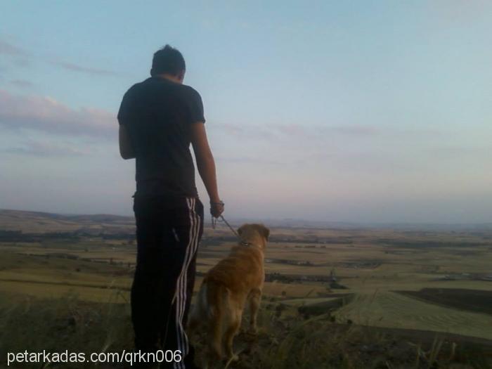 paŞa Erkek Golden Retriever