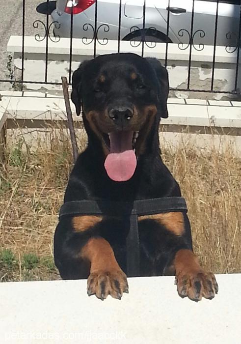 daisy Dişi Rottweiler