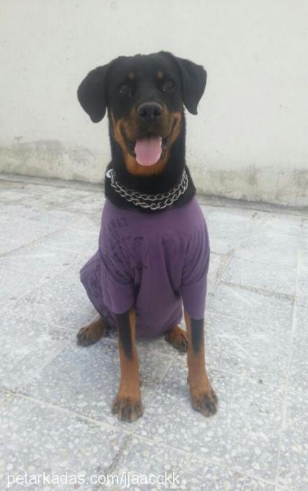 daisy Dişi Rottweiler