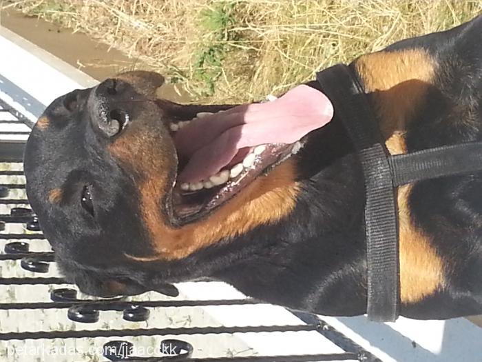 daisy Dişi Rottweiler