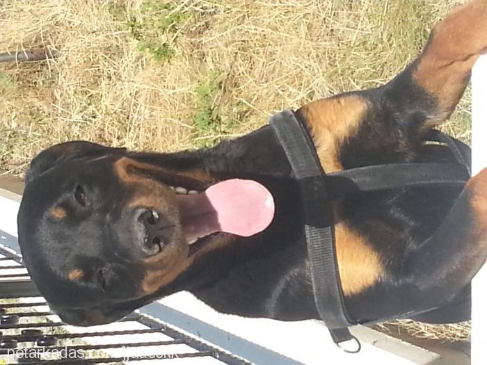 daisy Dişi Rottweiler