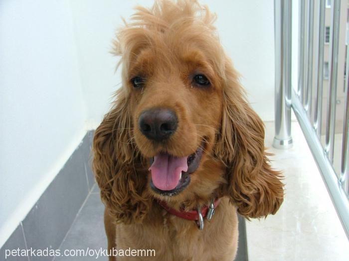 badem Dişi İngiliz Cocker Spaniel