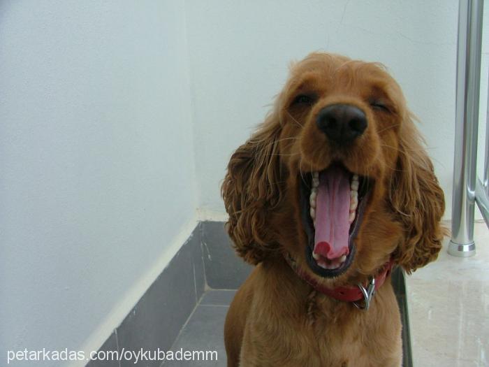 badem Dişi İngiliz Cocker Spaniel