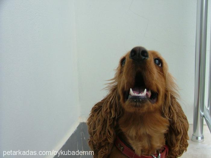 badem Dişi İngiliz Cocker Spaniel