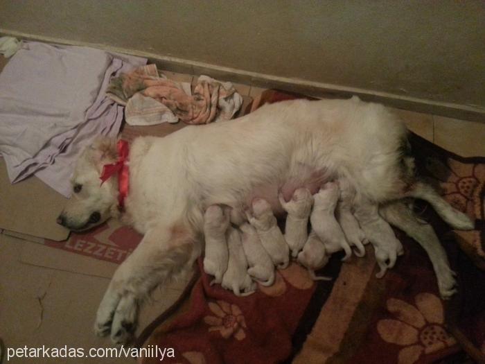 vanilya Dişi Golden Retriever