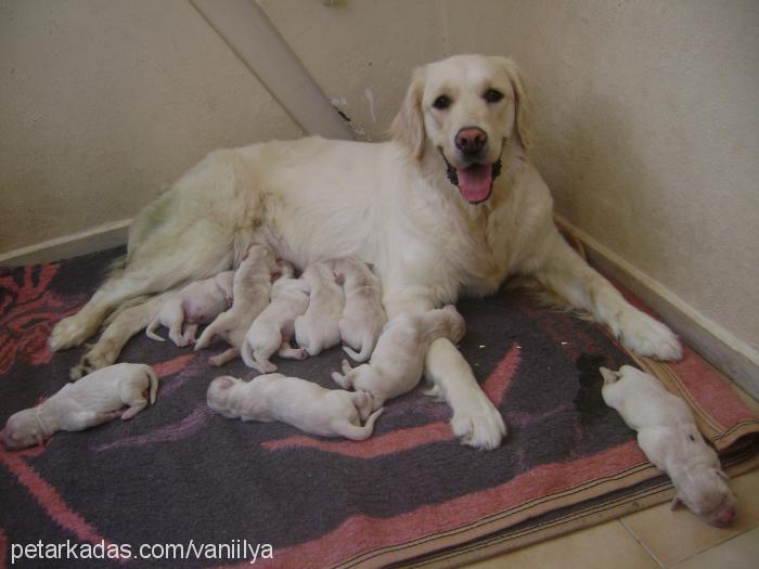 vanilya Dişi Golden Retriever