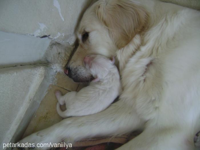 vanilya Dişi Golden Retriever