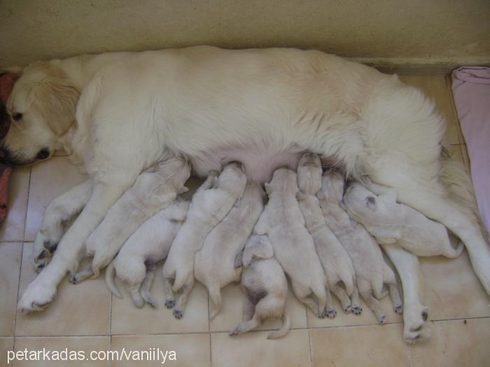 vanilya Dişi Golden Retriever