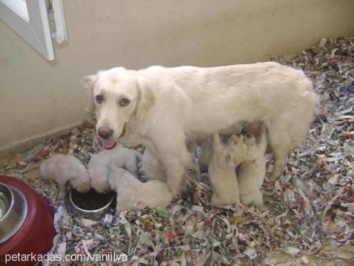 vanilya Dişi Golden Retriever