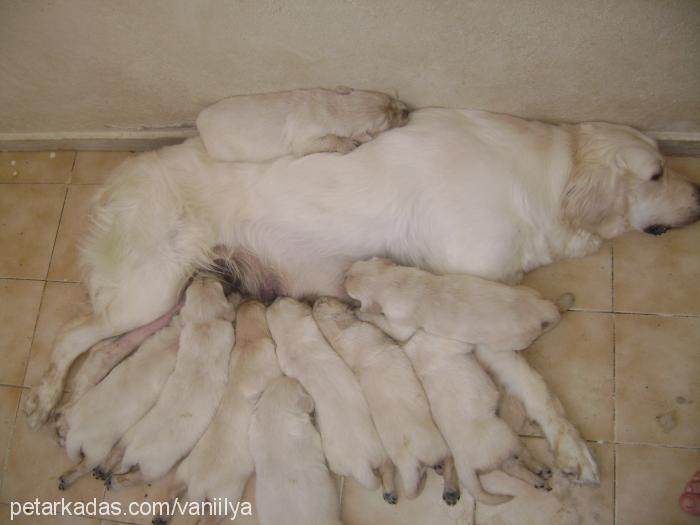 vanilya Dişi Golden Retriever