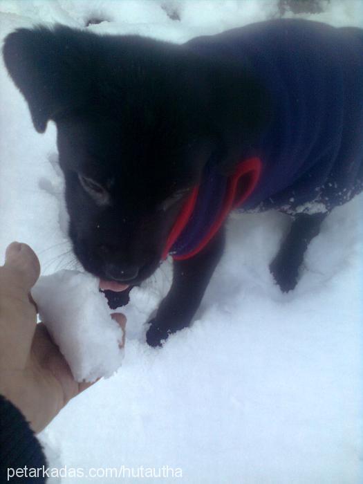 biber Dişi Labrador Retriever