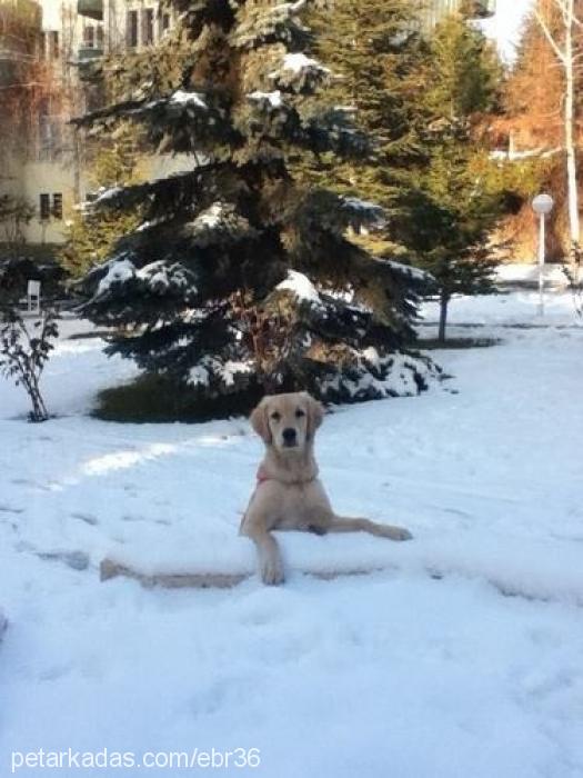 balım Dişi Golden Retriever