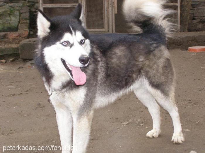 hektor Erkek Sibirya Kurdu (Husky)