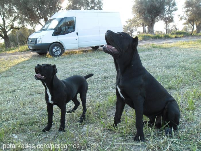 dora Dişi Cane Corso Italiano