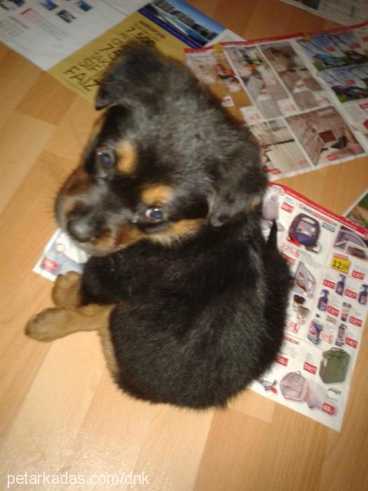 zilliii Dişi Rottweiler