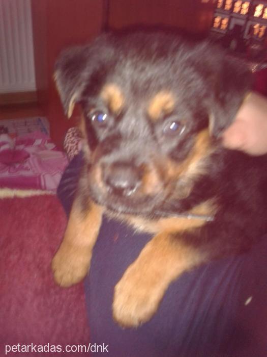 zilliii Dişi Rottweiler