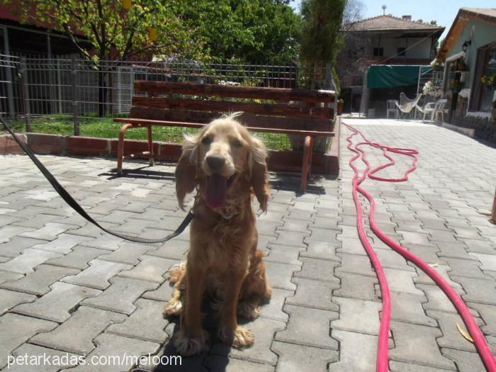 melo Erkek İngiliz Cocker Spaniel