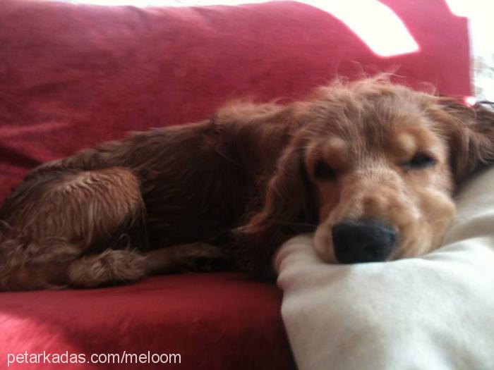 melo Erkek İngiliz Cocker Spaniel